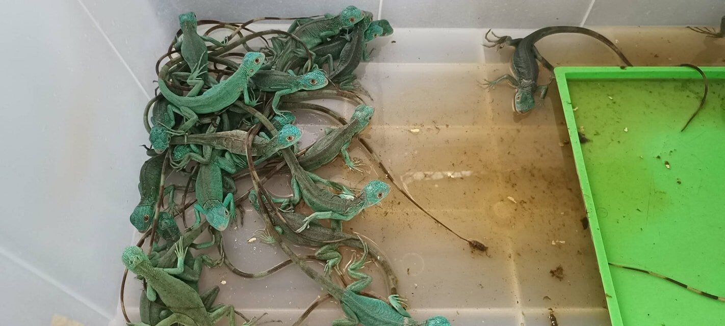 Lizards